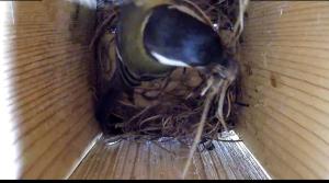 Jacquelien 03 - Nest is bijna klaar